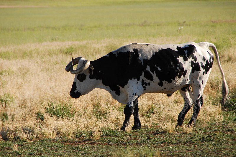 2011-07-13_Zion Canyon-Tag18_319.JPG